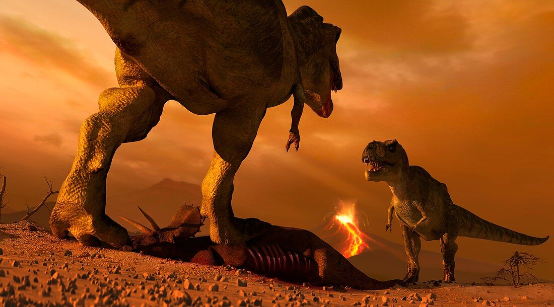 Tyrannosaurs fighting over prey, illustration