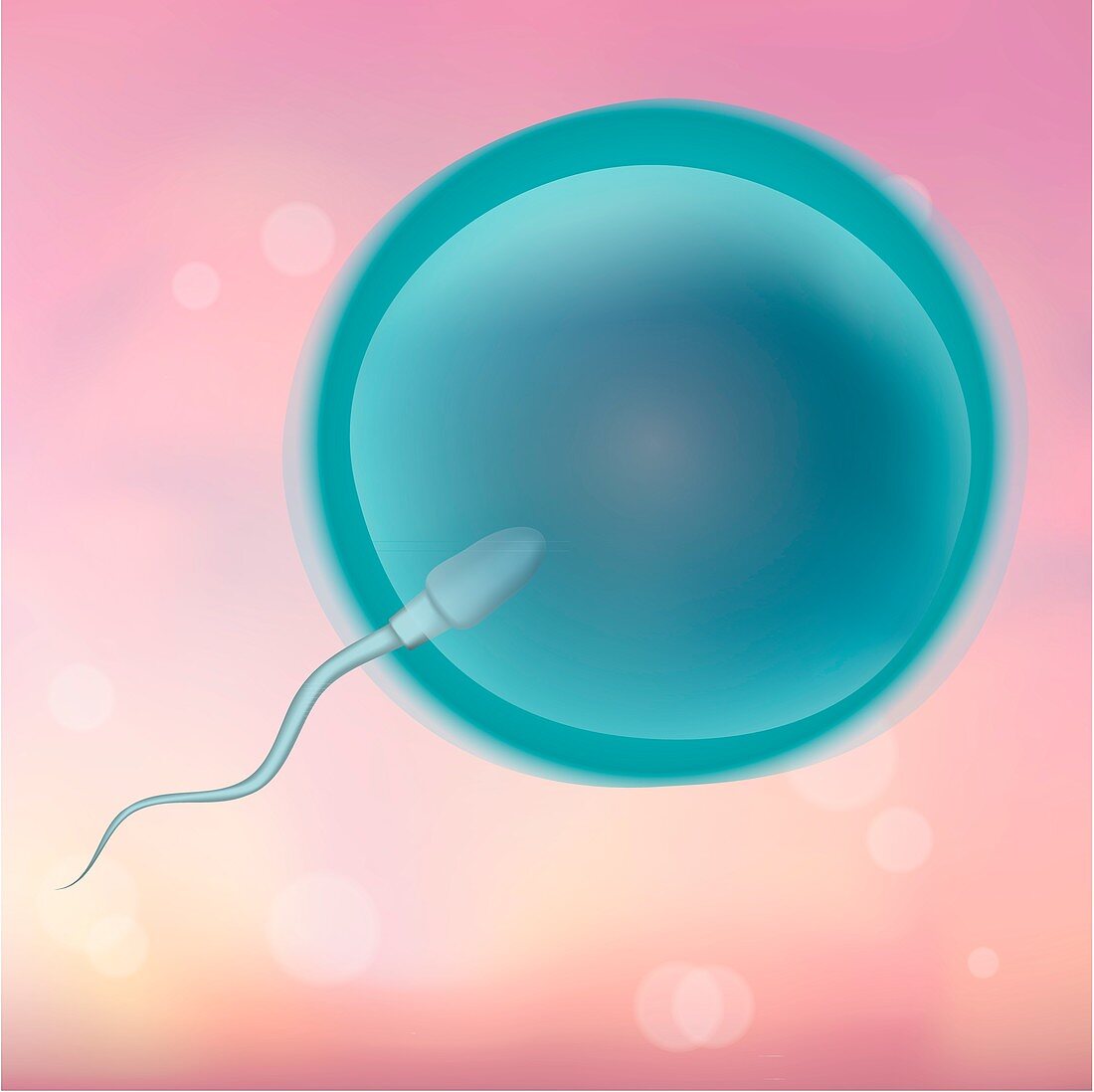 Sperm fertilizing an egg, illustration