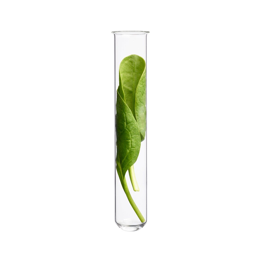 Spinach in test tube