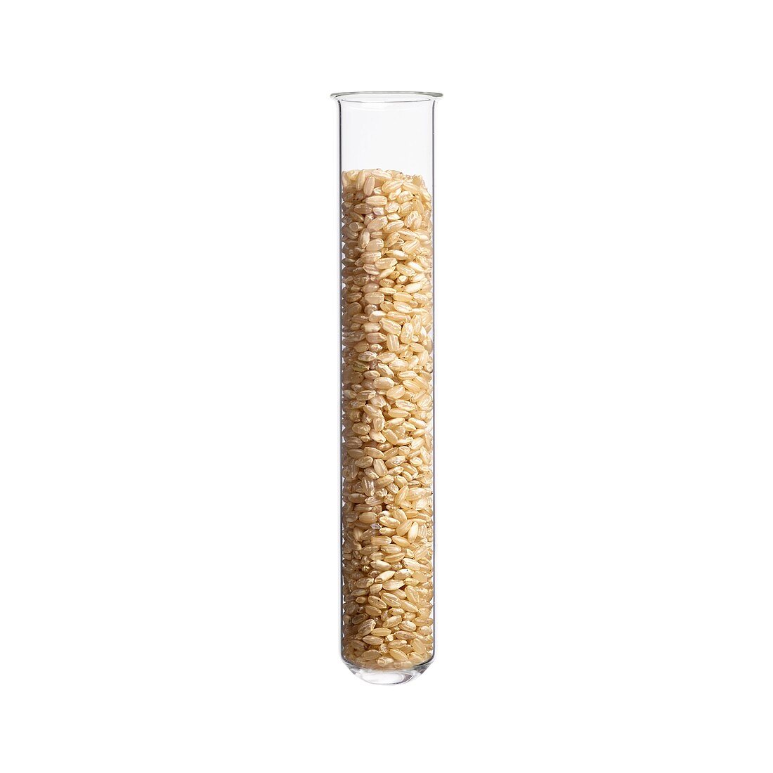 Rice in test tube