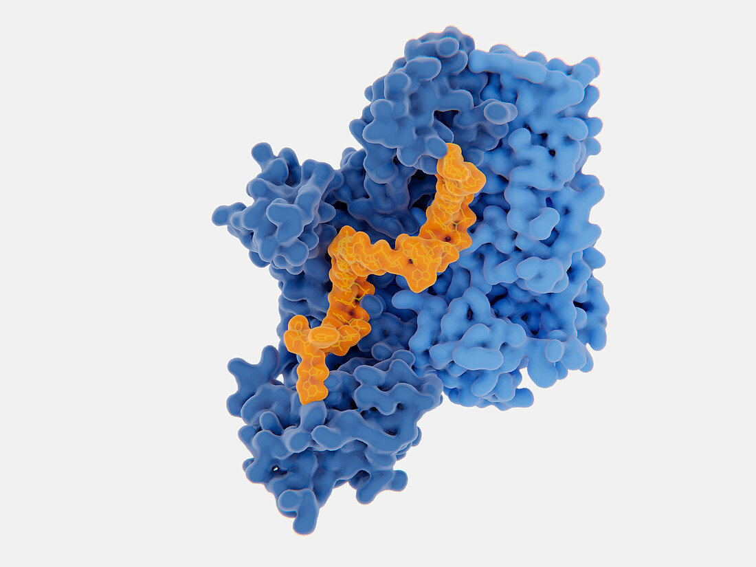 HIV-1 reverse transcriptase inhibition, illustration