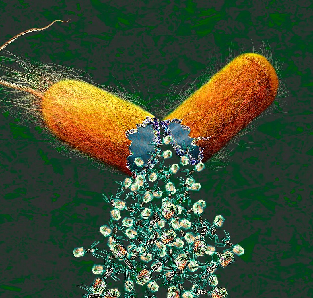 Bacteriophages leaving bacterial cell, illustration
