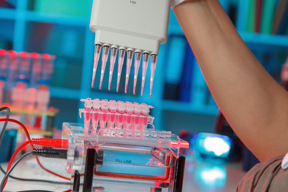 Pipetting samples for gel electrophoresis