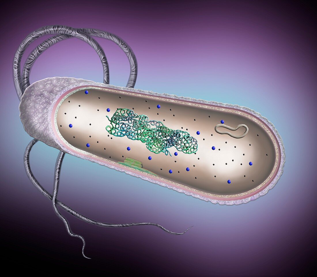 Bacterial cell, illustration