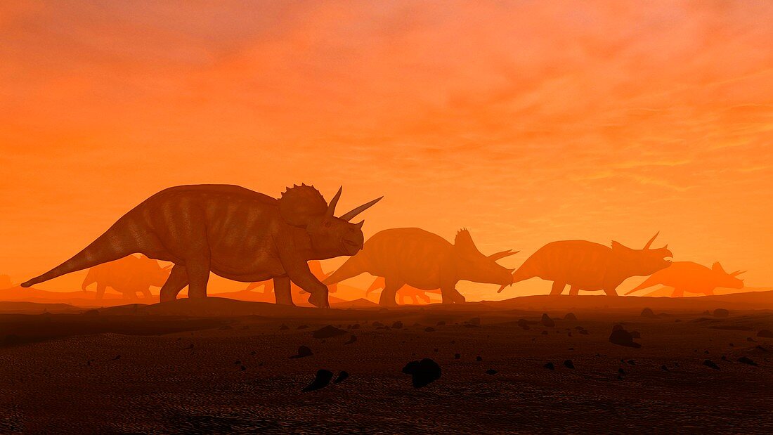 Herd of triceratops, illustration