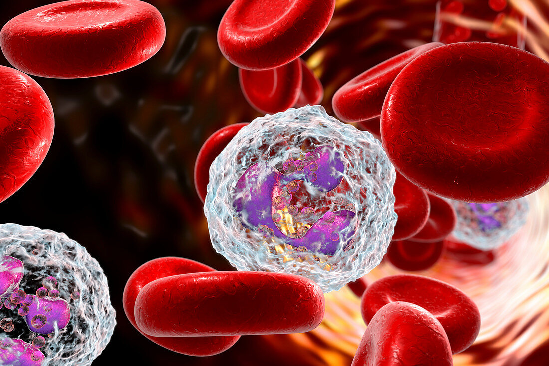 Neutrophil white blood cells, illustration