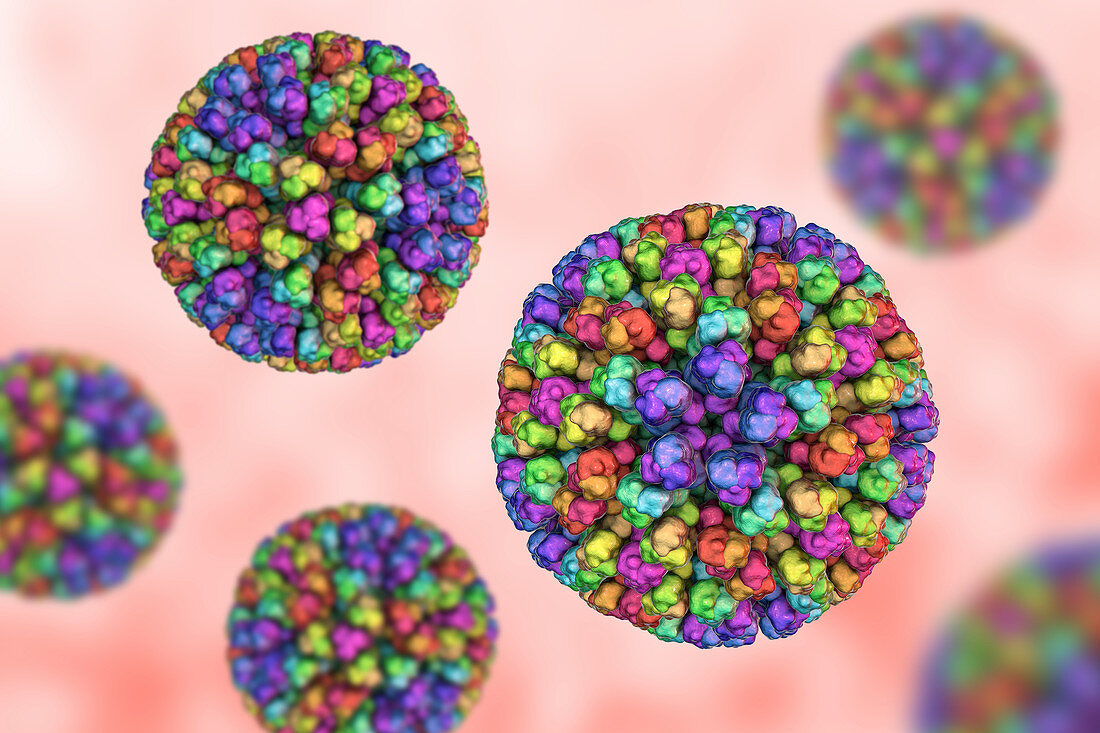 Bluetongue virus particle, illustration