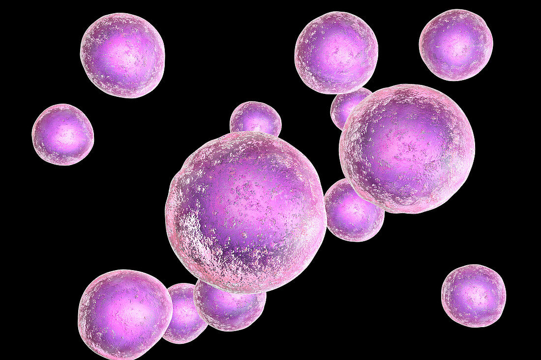 Human embryonic stem cells, illustration