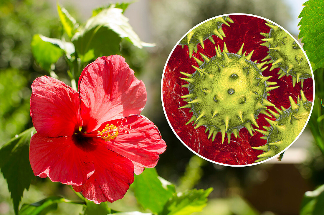 Hibiscus flower and pollen grain, composite image
