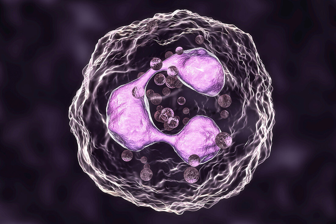 Neutrophil white blood cells, illustration