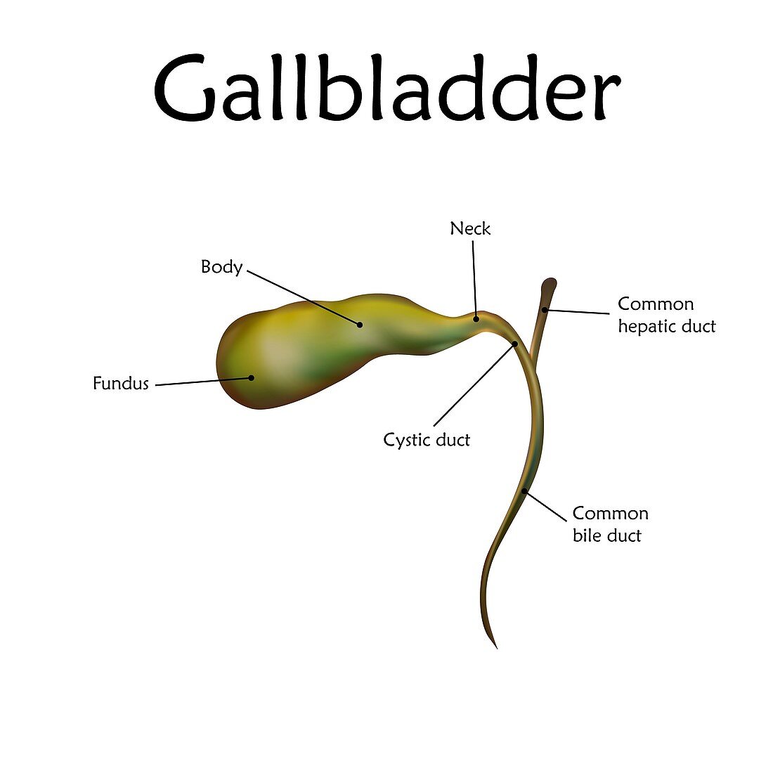 Human gallbladder, illustration