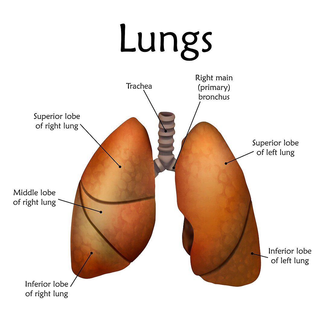 Human lungs, illustration