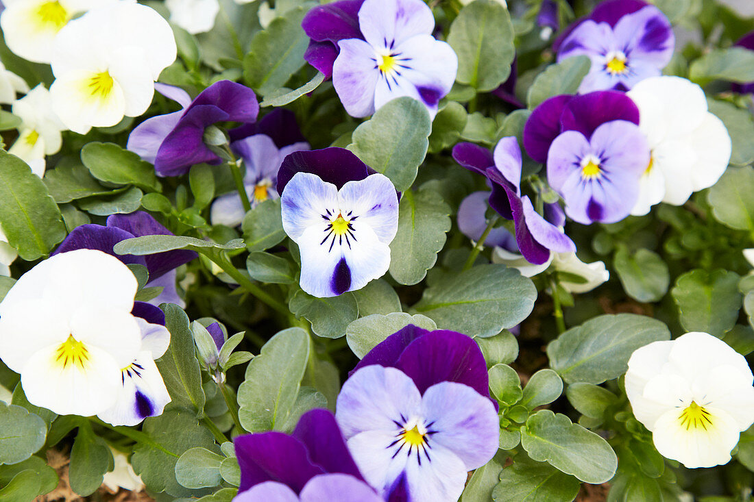 Flowering Horned Violets