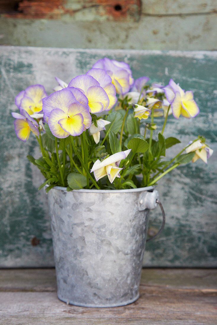 Horny Violet 'etain' In The Zinc Pot