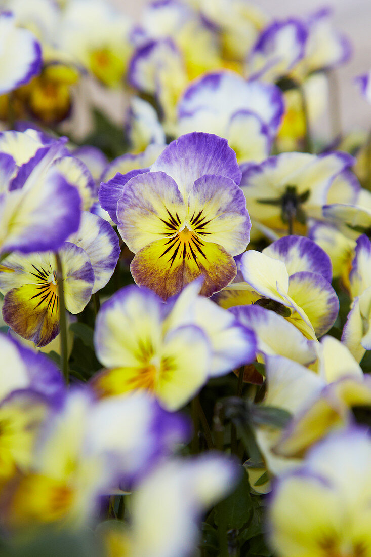 Purple-Yellow Flowering Horned Violet 'penny Primrose Picotee'