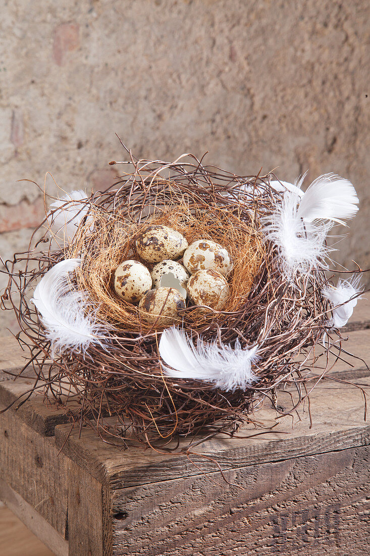 Nest aus Mühlenbeckiaranken mit Wachteleiern und weißen Federn