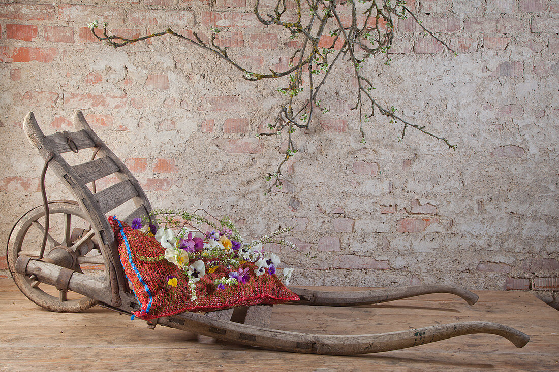 Flowers in potato sac on old wheelbarrow