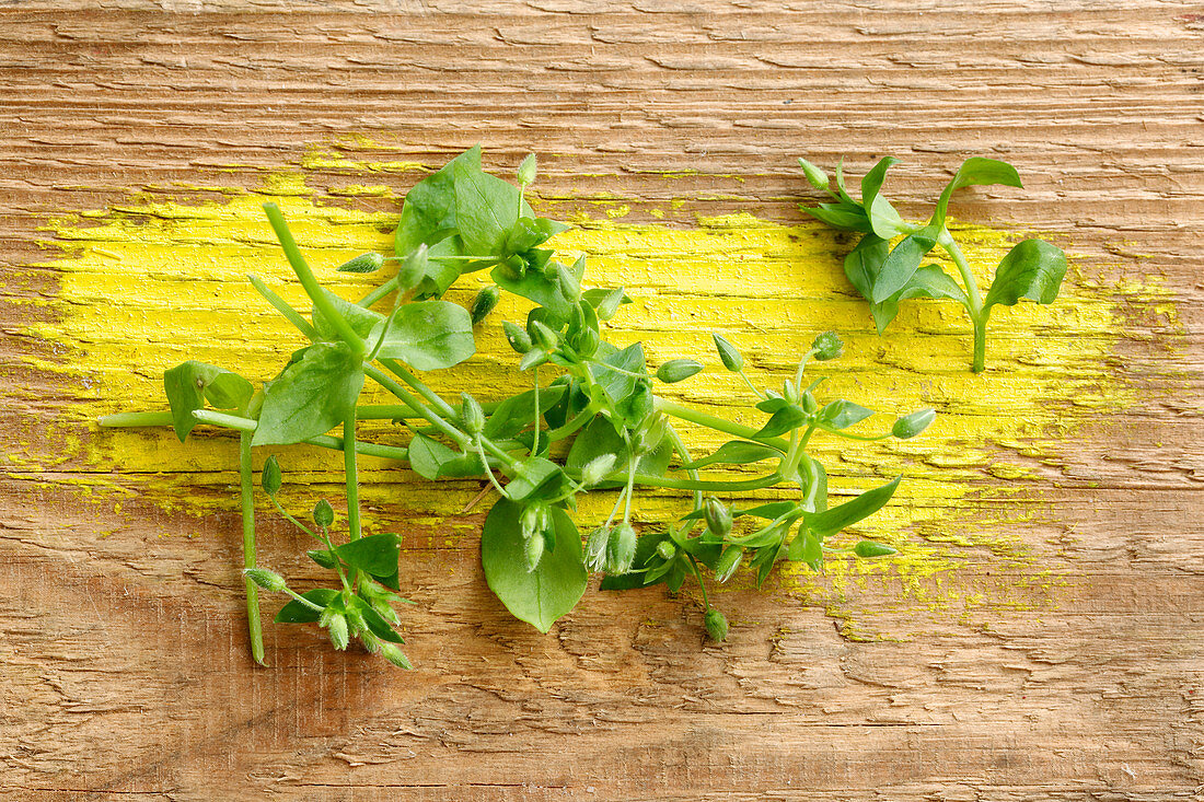 Fresh chickweed on a wooden surface