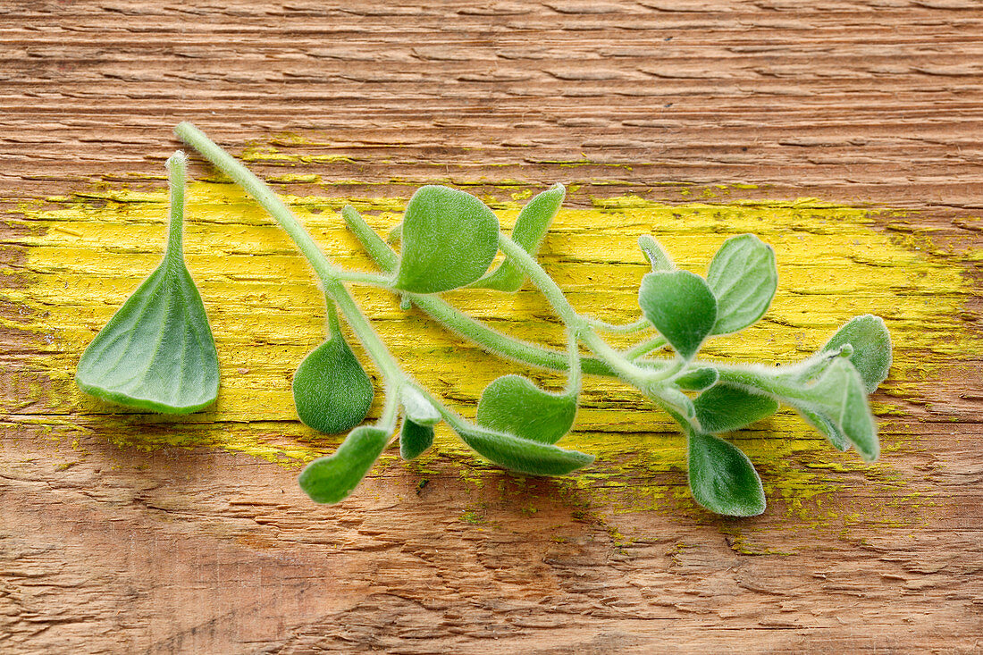 Oregano aus Puerto Rico