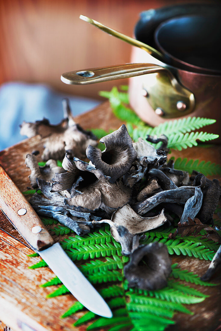 A pile of Horn of plenty mushrooms (Craterellus cornucopioides) on a wooden board a fern leaf with a knife and copper pans