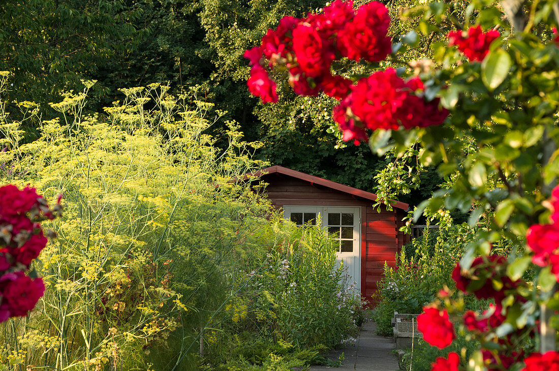 Red shed on summery allotment with red roses flowering in foreground