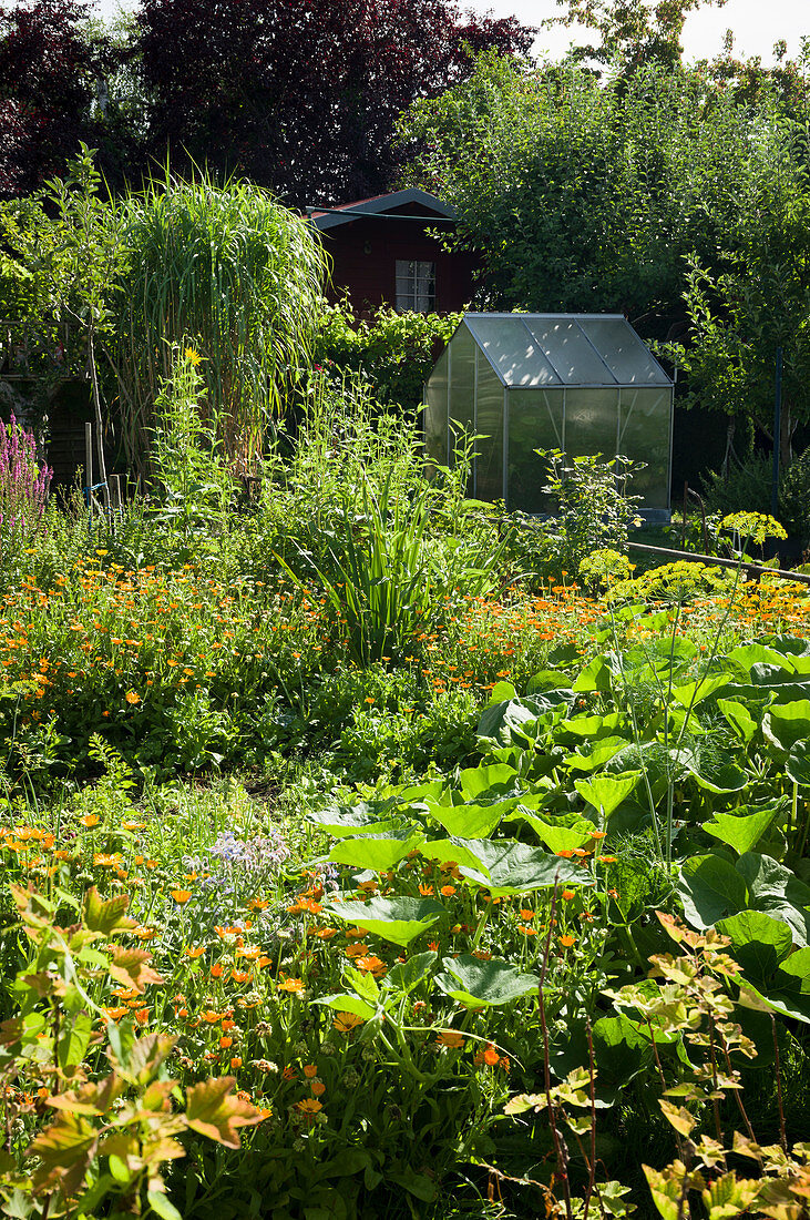 Natural Garden With Greenhouse And Garden Shed