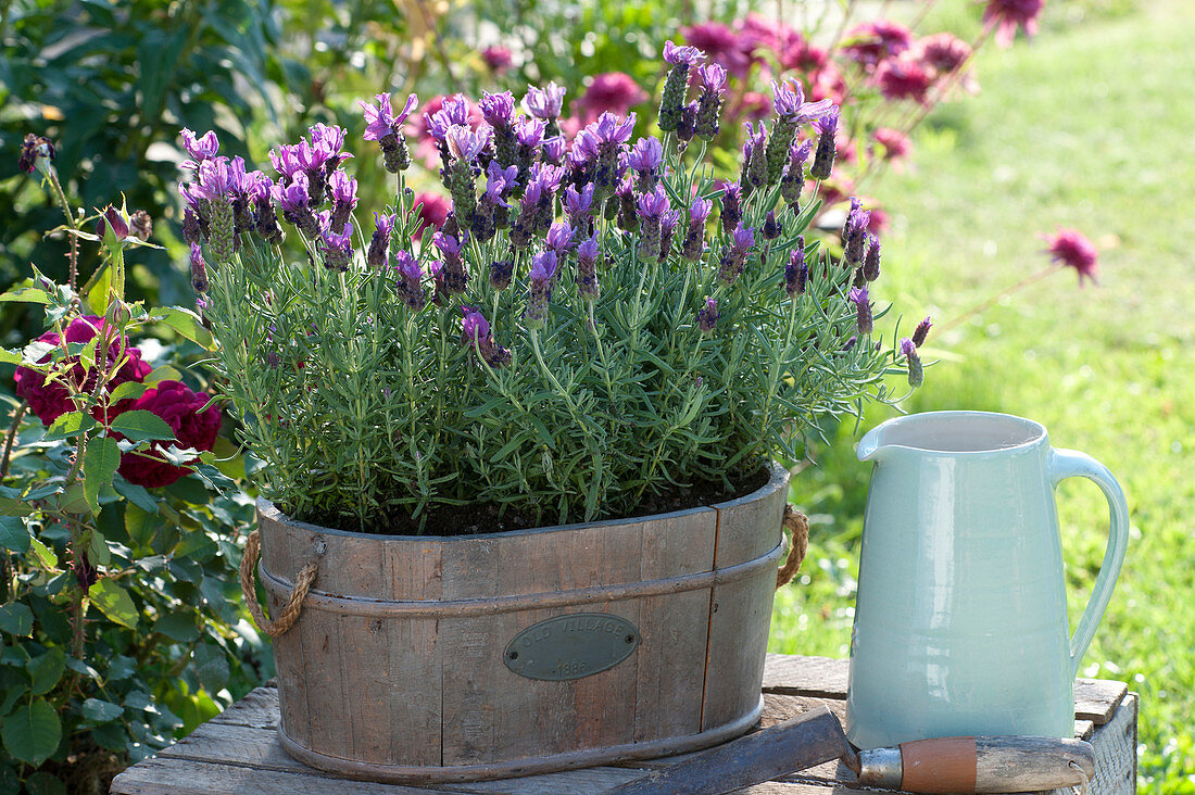 Crested lavender 'Otto Quast' in wooden jardiniere