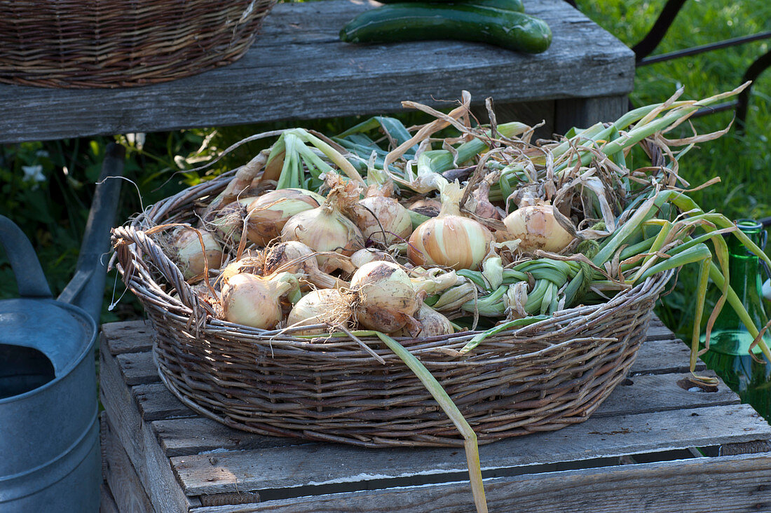 Basket bowl with harvested onions and braids