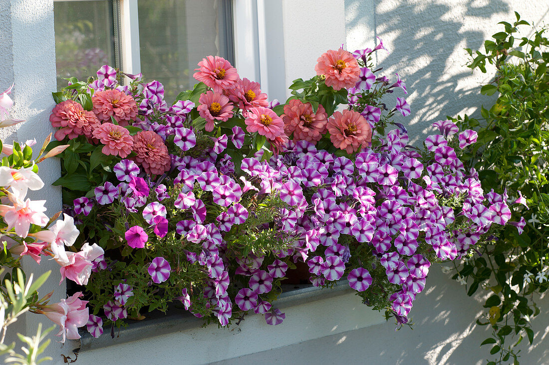 Balcony box with petunia 'Raspberry Star' and zinnia on the window