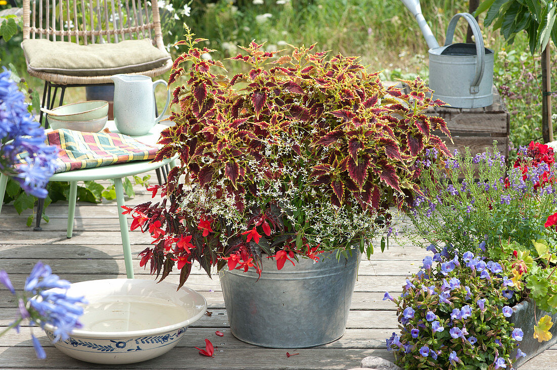 Garden Diamonds Trio mit Buntnessel, Zauberschnee und Begonie