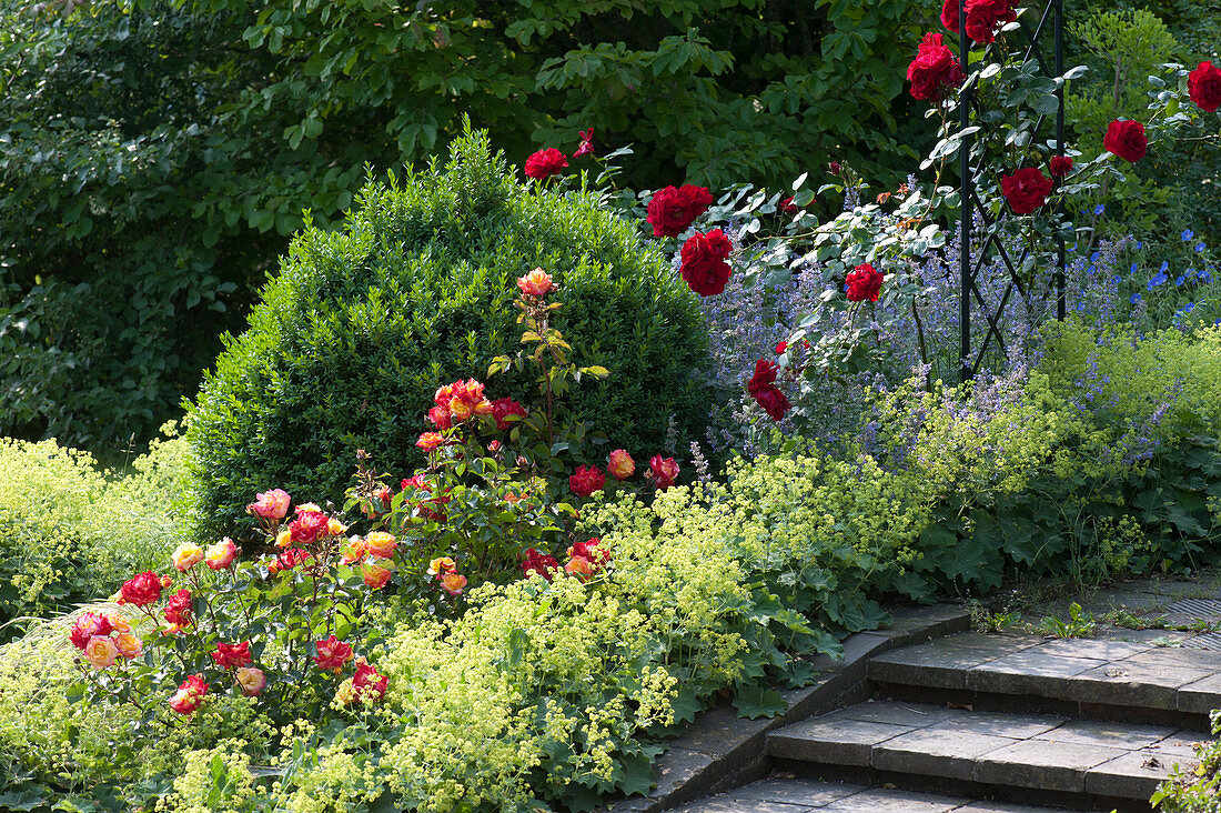 Roses with lady's mantle and boxwood in the flower bed