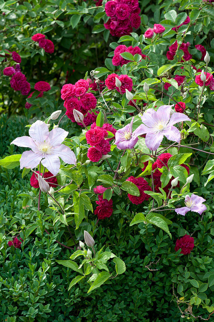 Rambler rose 'Super Excelsa' with clematis hybrid 'Perle d Azur'