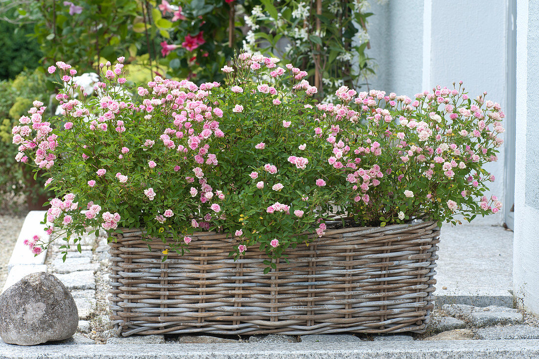 Mini Rose Lilly Rose 'wonder 5' In A Basket