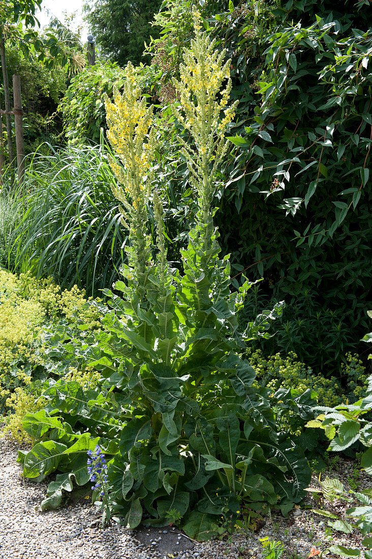 Candelabra Mullein in the gravel