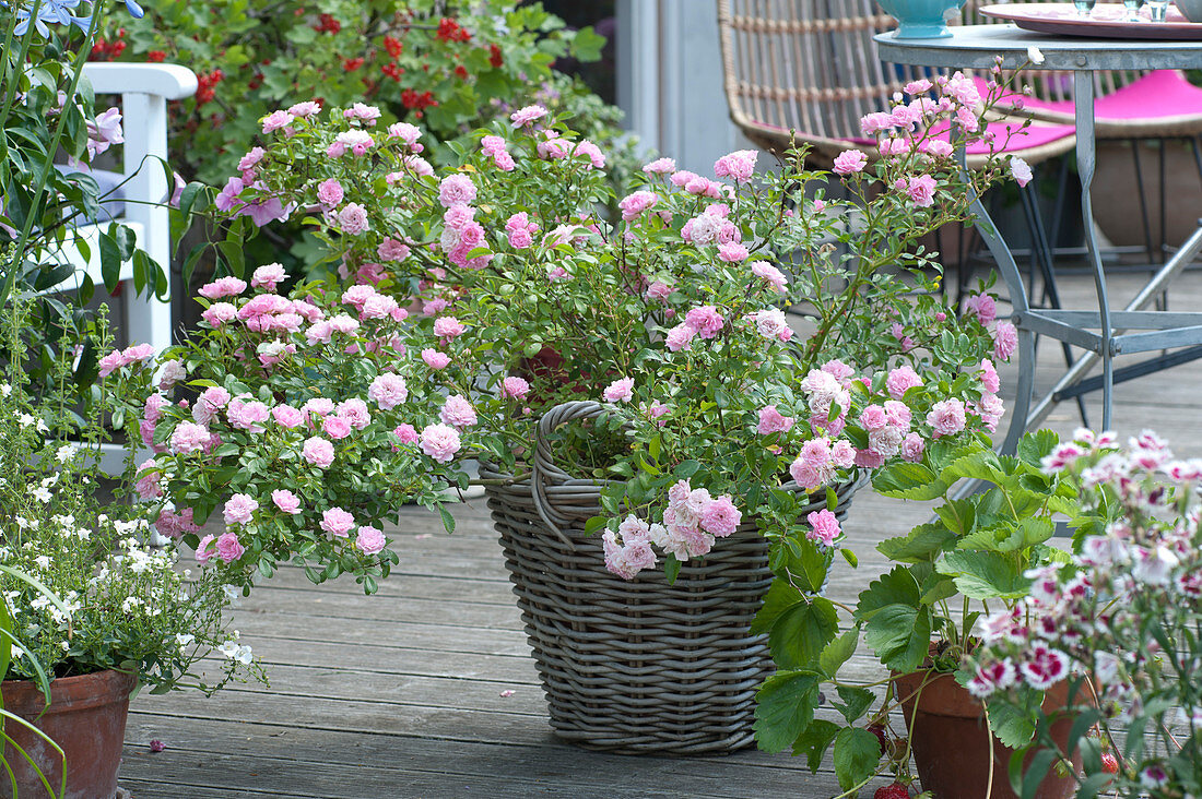 Small shrub rose 'The Fairy' in basket