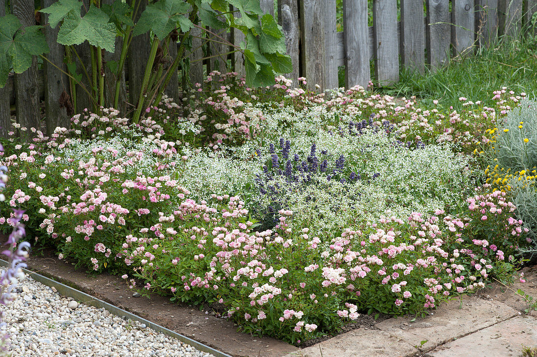 Bed with Rose Lilly Rose 'Wonder 5', magic snow and lavender