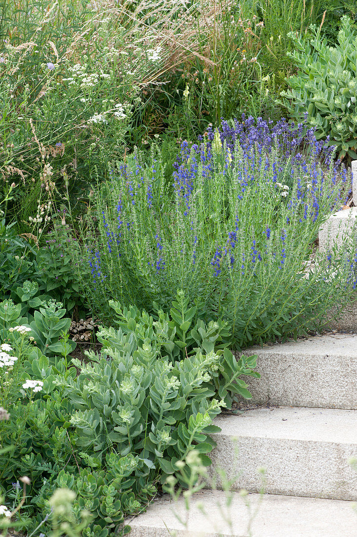 Blooming hyssop and stonecrop next to stairs