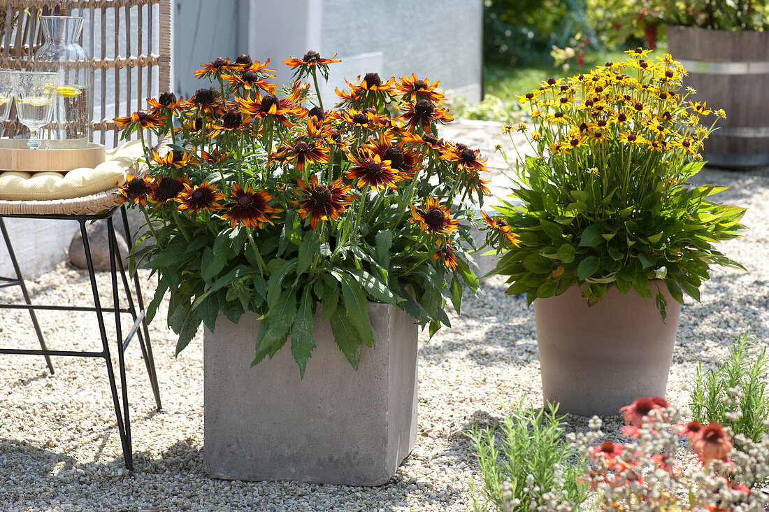 Sonnenhut Summerina 'Orange' und 'Little Goldstar'