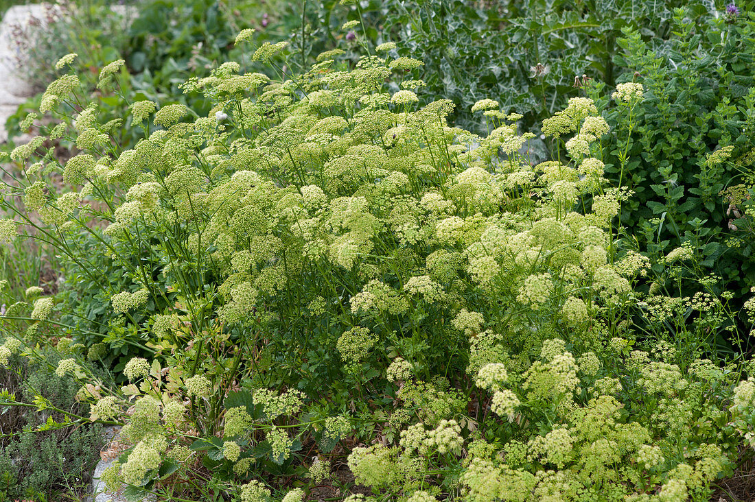 Flowering parsley in the garden