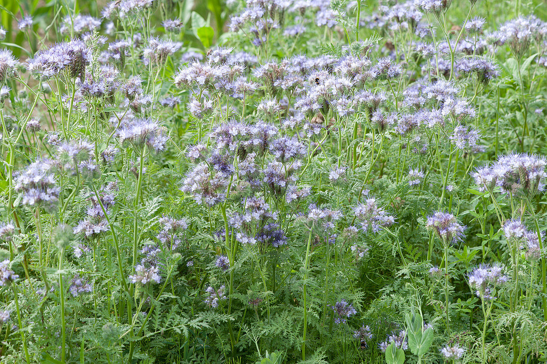 Lacy phacelia, also called bee pasture or tuft