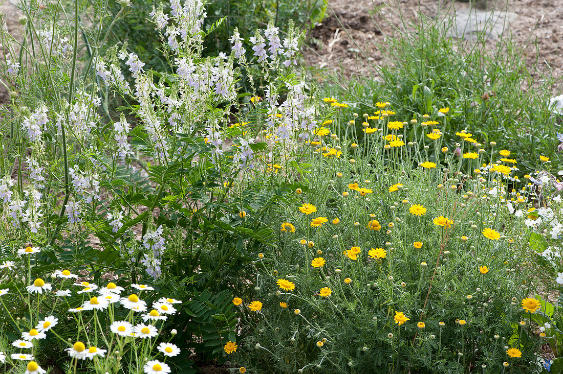 Natural garden with chamomile, billy goat and chamomile