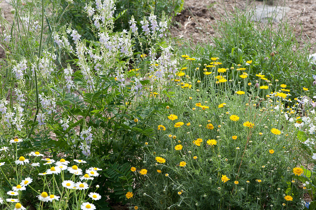 Naturgarten mit Färberkamille, Geißraute und Kamille