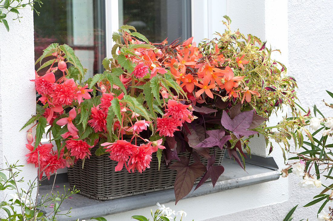 Basket box with begonias, sweet potato and coloured nettle for the north side