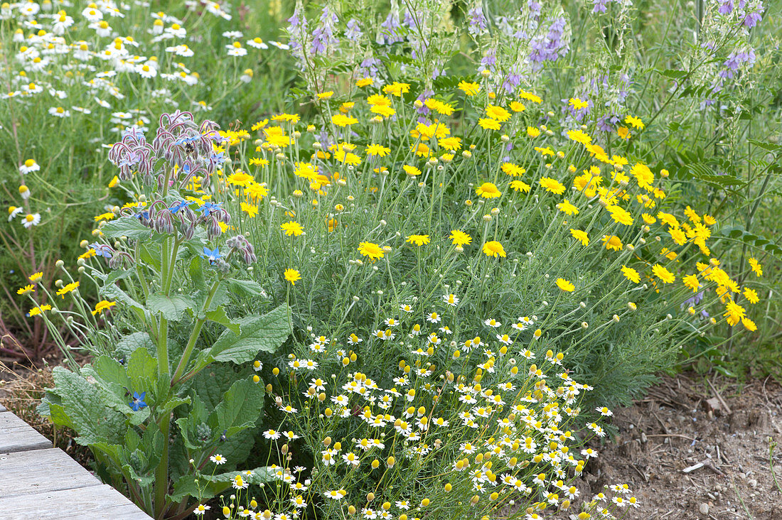 Natural garden with dyed chamomile, chamomile, borage and goat's rue