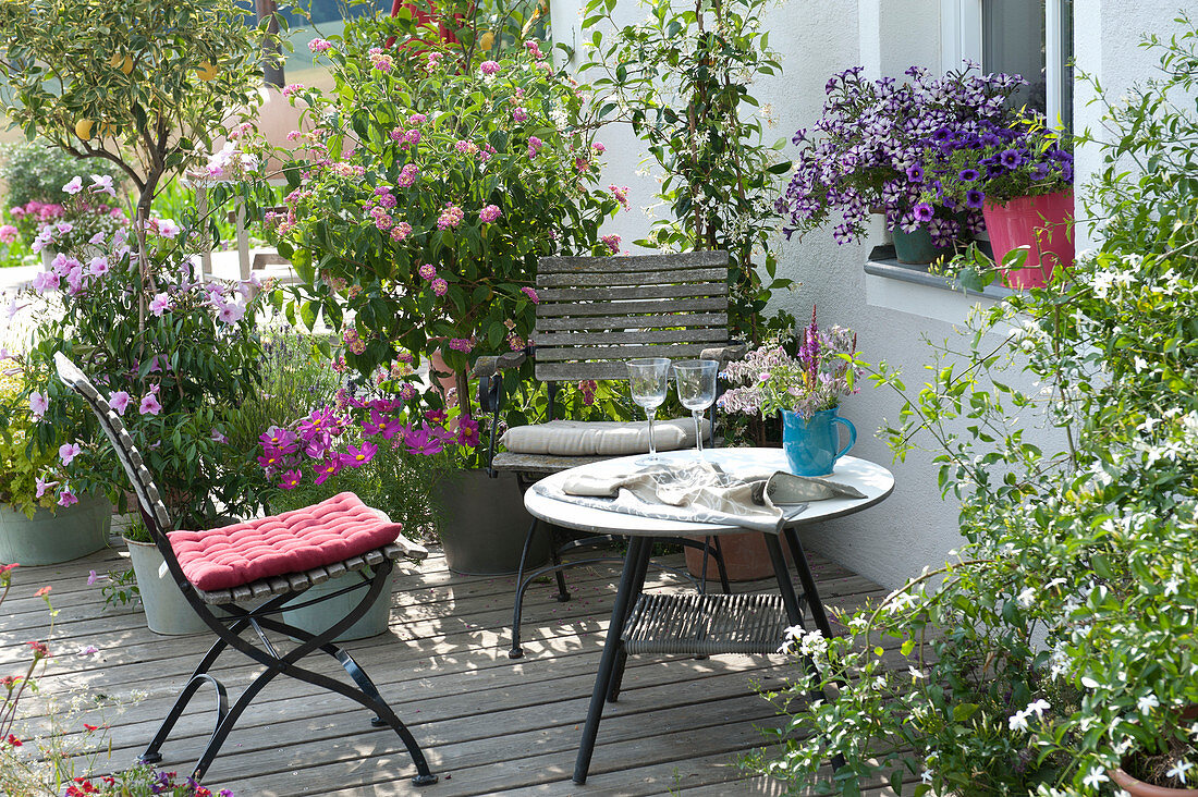 Seating area on wooden deck with Mediterranean tub plants