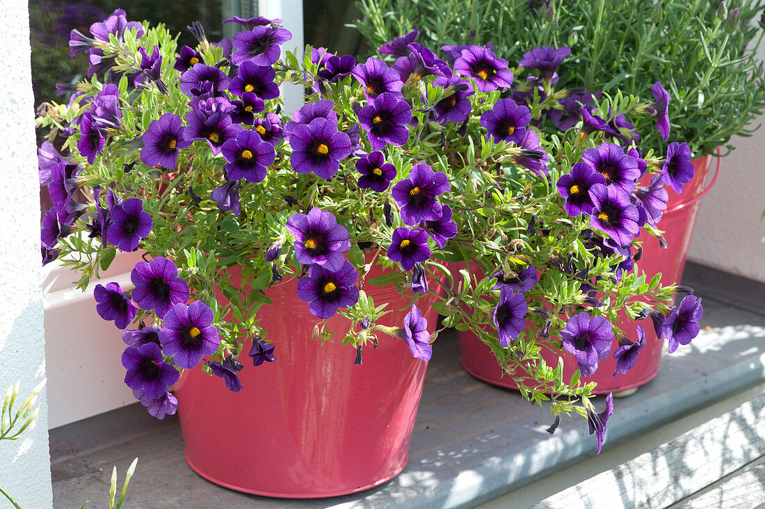 Magic bell Superbell's 'Grape Punch' in a pot in front of the window