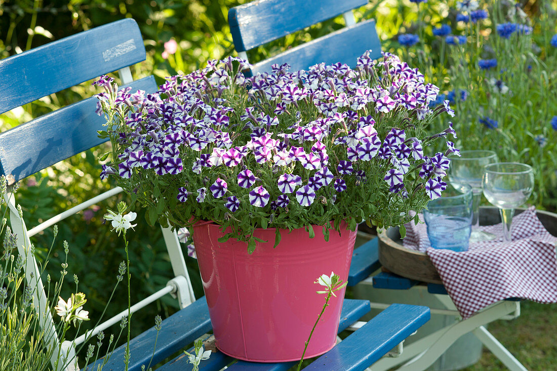 Petunia 'Blueberry Star' in a pink bucket