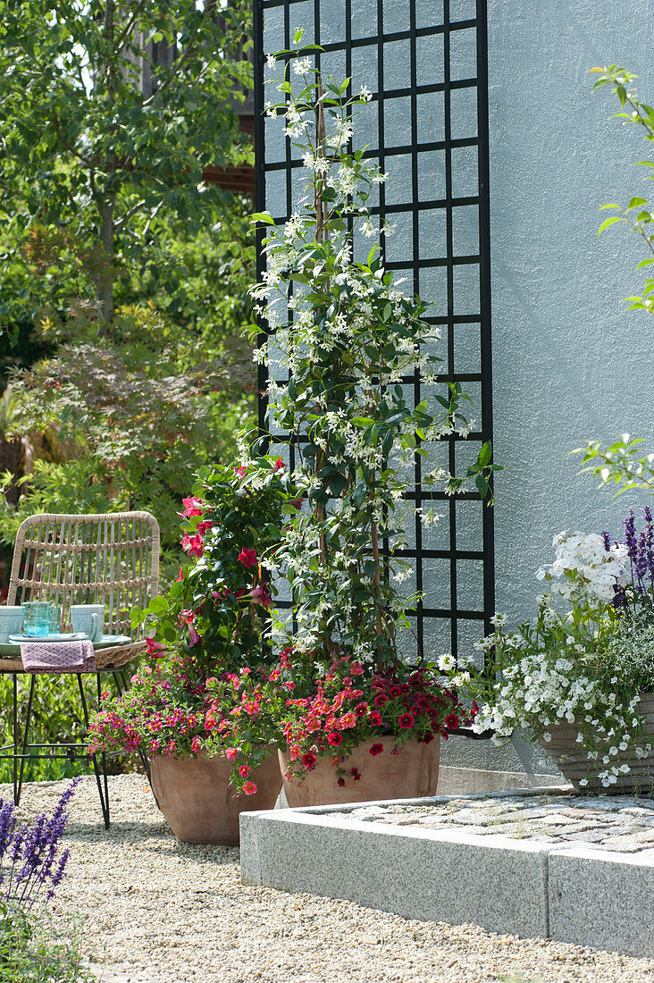 Pots with star jasmine and dipladenia planted with magic bells