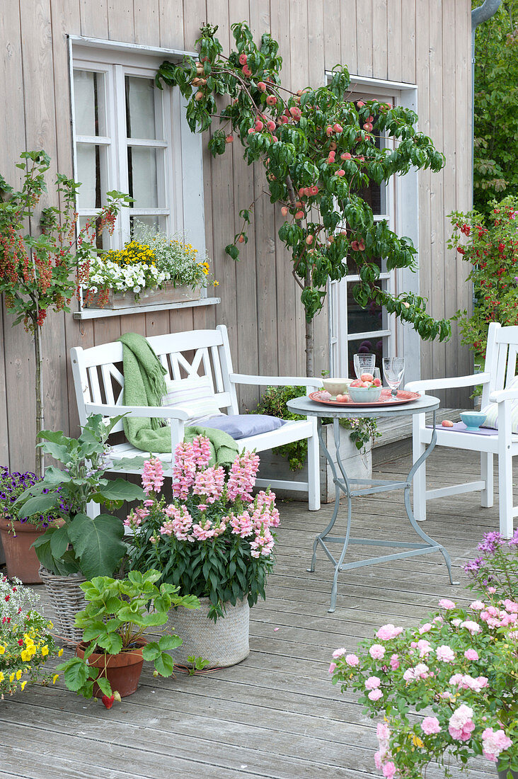 Terrasse mit Pfirsichbaum, Johannisbeeren, Erdbeere und Aubergine