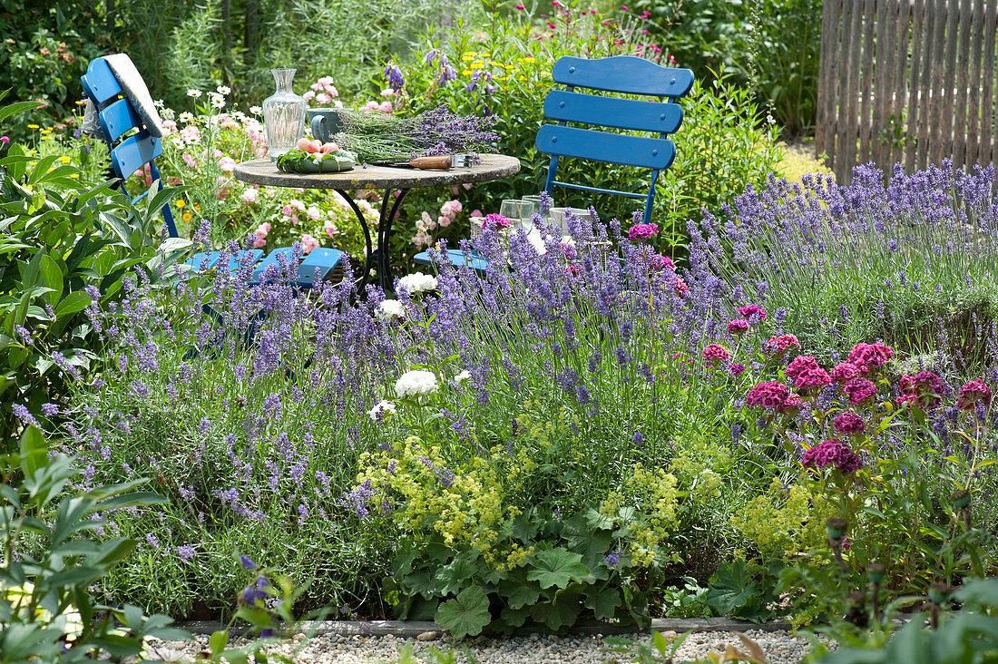 Seating area in the garden between lavender and roses